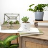 Pavilion Gift Company - Happy - Dragonfly - Mini 5" Indoor Artificial Succulent Plastic Potted Plant Planter Shelf Decor Spring - 2 of 4