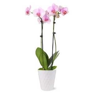 Live 5" Pink Orchid Houseplant in Ceramic Pot - 1 of 4