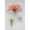 Artificial Flocking Red Air Plant – 10" Tall Decorative Succulent by Kalalou - 2 of 3