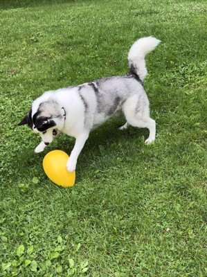 Egg ball outlet for dogs