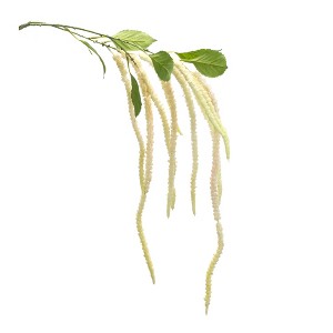 Melrose Amaranthus Floral Stem (Set of 4) - 1 of 3
