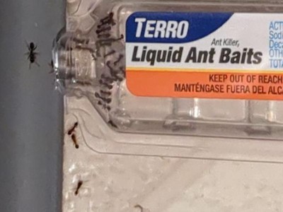 Terro Liquid Ant Baits - 6ct : Target