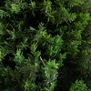 Nearly Natural 6-ft UV Resistant Artificial Cedar Tree in Decorative White Planter (Indoor/Outdoor) - 3 of 4