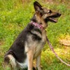 Country Brook Petz HossFit Wide Martingale Dog Collar Collection - 2 of 4
