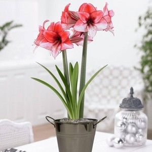 Van Zyverden Amaryllis Pink Charisma Flower Bulb with Artisan Decorative Planter - 1 of 3