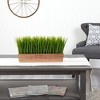 Nearly Natural 20-in Vanilla Grass Artificial Plant in Decorative Planter - 4 of 4