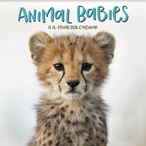 Trends International 2026 Animal Babies 12"x12" Wall Calendar - 1 of 4