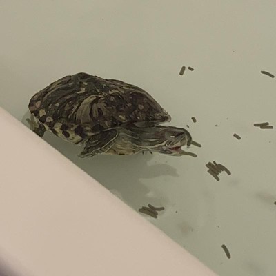 Tetra Reptomin Baby Turtle Floating Food Sticks Turtle Food - .92 Oz