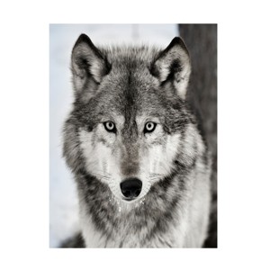 Trademark Fine Art - Lisa Dearing Stare Down Canvas Art - 1 of 4