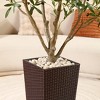 Kazeila UV Resistant 6-7FT Artificial Pre Potted Olive Tree with Brown Tall Planter for Indoor Outdoor Office House Decor - 4 of 4