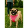 Parisian Pet 'Freedom Harness' for Dogs & Cats – Comfortable and Customizable Neon Pink Harness - 3 of 3