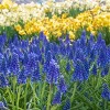 40pk Hummingbird Garden Nature Friendly Collection Assorted Bulbs - National Plant Network: Perennial Attracts Pollinators - 2 of 3