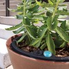 Crescent Garden Ridge Eco-Friendly Plastic Round Planter Pot Dark Green 18"x16.7" - 3 of 4