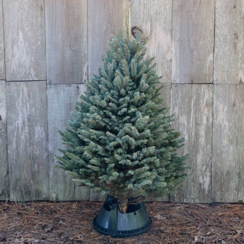 Live Blue Spruce Fresh Cut Christmas Tree Cottage Hill Nursery