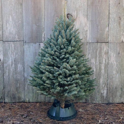 colorado blue spruce christmas tree