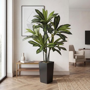 reverse variegated spider plant Chlorophytum comosum 'Variegatum' Reverse Variegated Spider Plant 3.5
