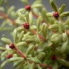 Sullivans Artificial Myrtle Ornamental Green Bush 11"H Green - 2 of 3