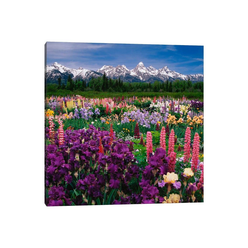 Photos - Wallpaper 18" x 18" x 1.5" Iris and Lupine Field Grand Teton National Park Teton Cou