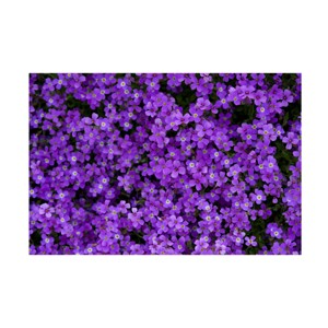 Trademark Fine Art - Suzanne Bonin Purple Groundcover Canvas Art - 1 of 4