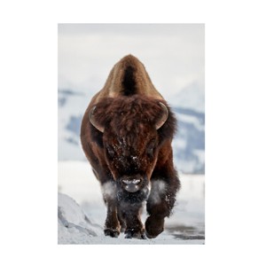 Trademark Fine Art -Peter Hudson 'Bison Incoming' Canvas Art - 1 of 4