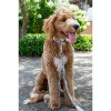 Country Brook Petz Deluxe Dog Collar - Camouflage Collection - Made in The U.S.A. - 2 of 4