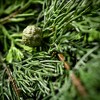 6'L Sullivans Lush Cypress & Berry Garland, Green Christmas Garland - 2 of 4