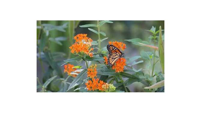 3ct Asclepias Incarnata Pink Support The Monarchs Roots - Van Zyverden, 2 of 5, play video