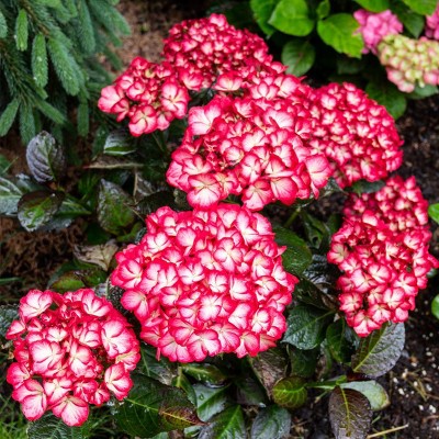Van Zyverden 36" Bloomin' Easy Hydrangea Kimono 4" Potted Rocketliners Pink and Red Hydrangea