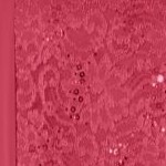 deep scarlet