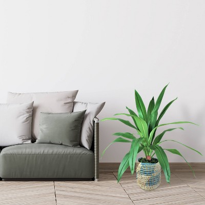 36" Green Artificial Dracaena Plant with Blue and Cream Wicker Basket