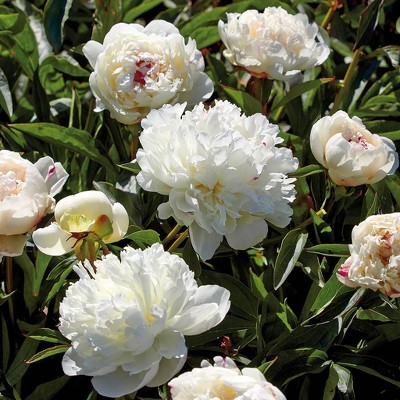 6ct Peonies Festiva Maxima Roots - Van Zyverden