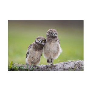 Trademark Fine Art -Greg Barsh 'Friends Owls' Canvas Art - 1 of 4