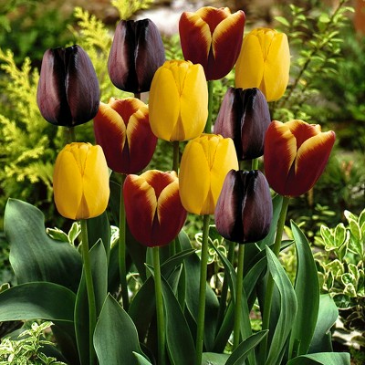 Tulips Gavota Blend Set of 15 bulbs - Black/Yellow/Burgundy - Van Zyverden