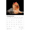 BrownTrout For the Love of Yorkshire Terriers 2026 14"x24" Hanging Deluxe Wall Calendar Plastic-Free - 4 of 4