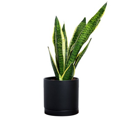 Greendigs Snake Plant in Black Pot, 7"