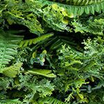 green 1