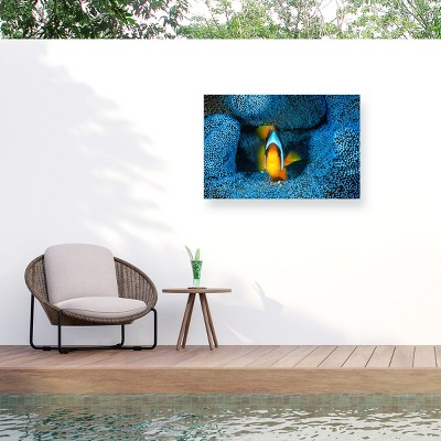 Trademark Fine Art - Barathieu Gabriel Clownfish In Blue Matted Framed Art