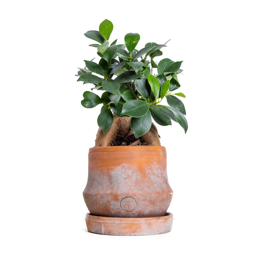 Live 4 Ficus Ginseng Houseplant in Petite Brick