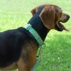Country Brook Petz HossFit Jr Wide Martingale Dog Collar - Critter Corner Collection - 2 of 4