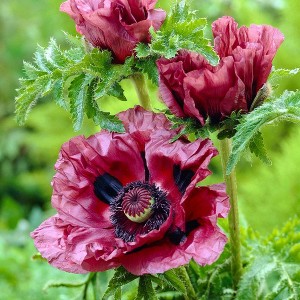 Van Zyverden 3ct 'Patty's Plum' Poppy Root Purple - 1 of 4