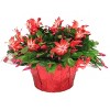 8" Christmas Cactus - Good Little Garden™ - 2 of 2