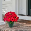 Puleo 19" Pre-Lit Battery-Operated Artificial Potted Red Poinsettias - 2 of 4