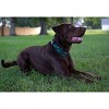 Country Brook Petz Heavy Duty Nylon Martingale Dog Collar with Deluxe Buckle - 30+ Vibrant Color Options - 4 of 4