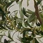 beige, dark brown, gray