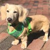 Parisian Pet 'Sport Net Harness' for Dogs & Cats – Comfortable Green & Blue Mesh Dog Harness-Saint Patrick's Day - 4 of 4