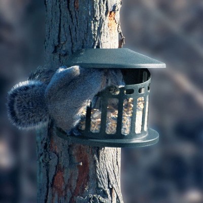 Green Powder-Coated Alloy Steel Hanging Squirrel Feeder