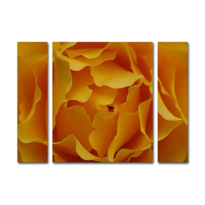 Kurt Shaffer 'Hypnotic Yellow Rose' Multi Panel Art Set Large
