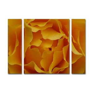 Kurt Shaffer 'Hypnotic Yellow Rose' Multi Panel Art Set Large - 1 of 3