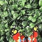 kd product, 36 inches high, uv protection, with straw bag, 2 products in 1 box