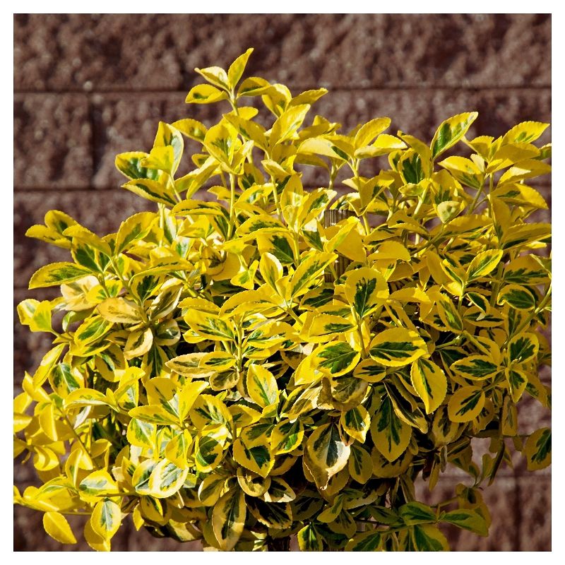 Euonymus &#39;Golden&#39; 1pc in 2.5 Quart Container - National Plant Network - U.S.D.A. Hardiness Zones 6 - 9, 5 of 6